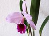 Cattleya percivaliana 'Karin' 